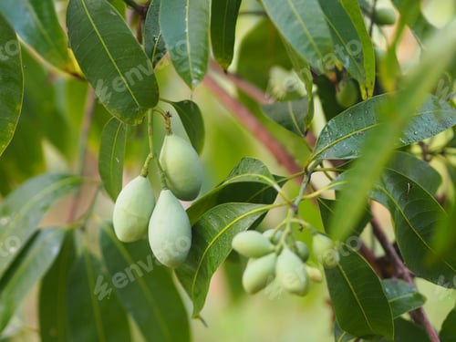 Preview: Thai Plango, Golden dragon, Sweet Yellow Marian Plum maprang fruit ripe fresh tree nature background