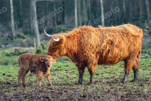 Preview: Highland cattle cow with her newborn little calf, pampering, caring, loving her furry baby