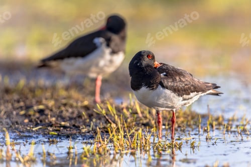 Preview: Pied Oystercatcher couple sleeping on river bank