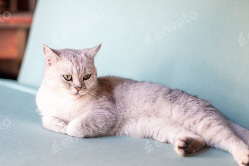 Preview: Scottish straight gray kitten resting calmly on blue sofa in room with front paws folded, pet
