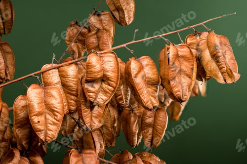 Preview: Koelreuteria paniculata or goldenrain tree on a green background