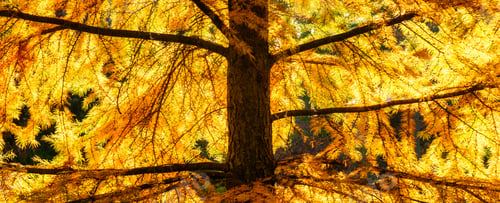 Preview: Golden autumn leaves on a tree in a forest.