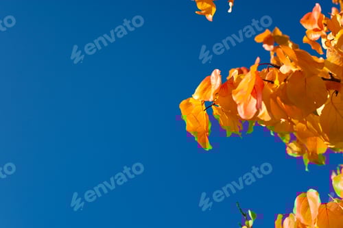 Preview: Autumn leaves blue sky