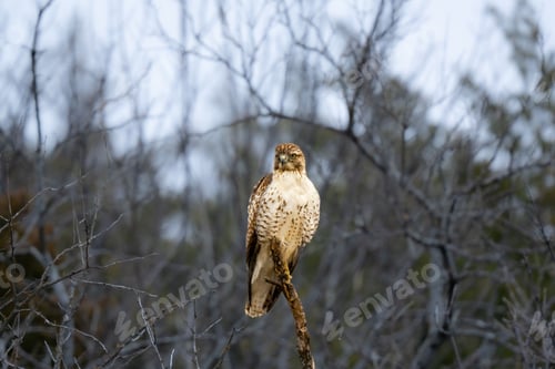 Preview: Majestic hawk in winter forest