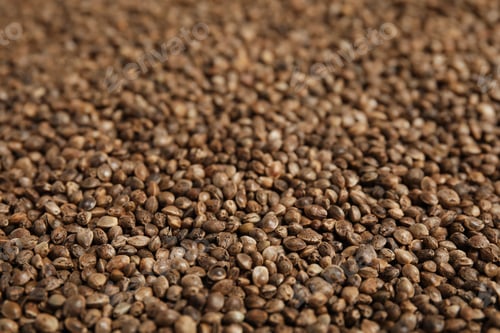 Preview: Raw organic hemp seeds as background, closeup