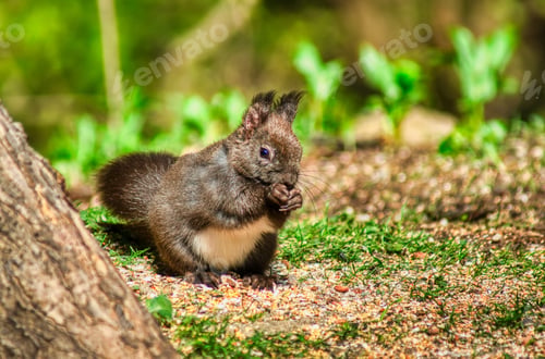 Preview: Brown squirrel sitting by a tree in a grassy field