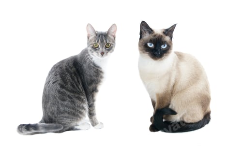 Preview: 2 young cats