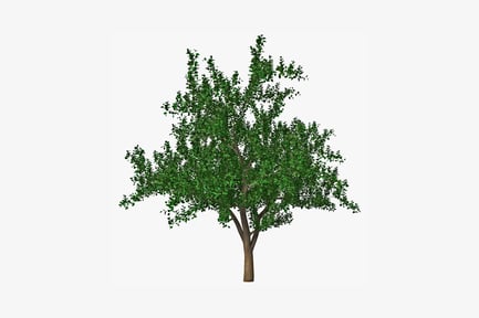 Preview: Dense-canopied tree with bare trunk