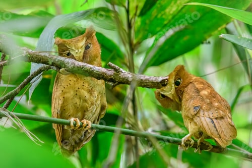 Preview: Pair of Serendib scops owls (Otus thilohoffmanni), an endemic and rare species,