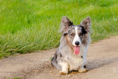Preview: Welsh Corgi Cardigan on green grass outdoor