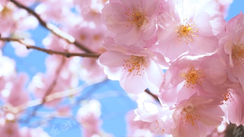 Preview: Sakura