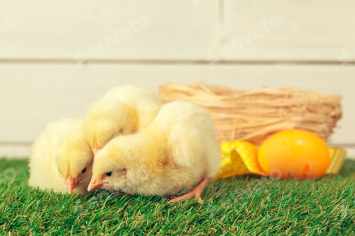 Preview: Easter eggs and chickens on green grass