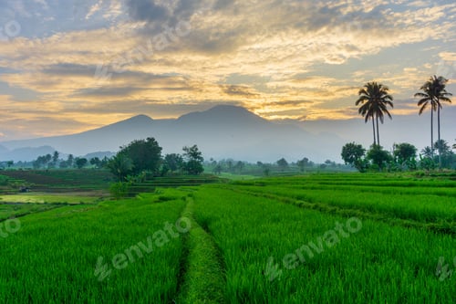 Preview: Beautiful morning view indonesia Panorama Landscape paddy fields with beauty color