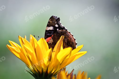 Preview: Butterflies on flower in summer