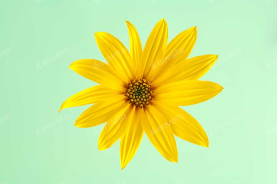 Cover for Topinambur yellow flower Jerusalem artichoke one flowerhead with yellow petals on green background