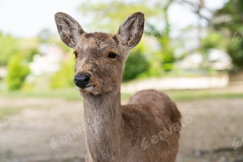 Preview: sika deer looking into space in park at todaiji