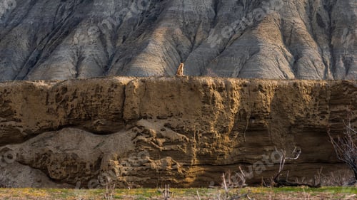 Preview: Lioness on a mountain slope