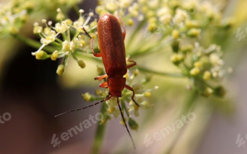 Preview: soldier beetle on white flower