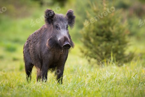 Preview: Wild boar standing on fresh grass in springtime nature