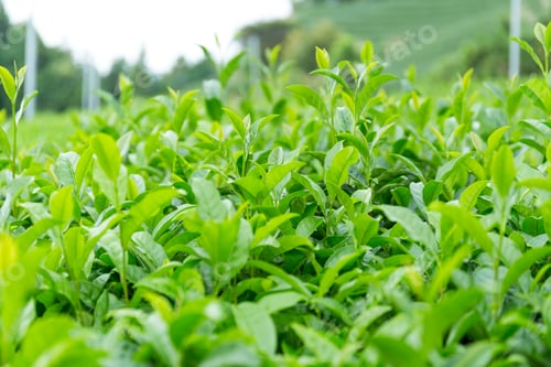 Preview: Green Tea plant