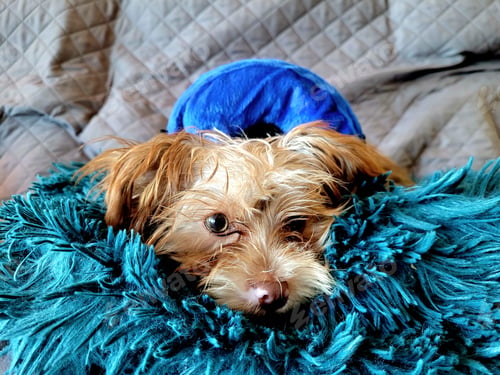 Preview: Female shorkie recovering from spay with Elizabethian collar.