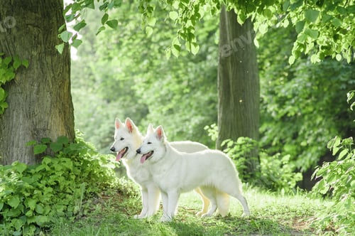 Preview: A flock of white Swiss shepherd dogs on a walk in nature.