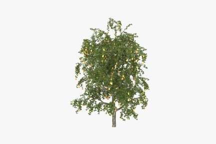 Preview: Leafy tree with small orange fruit