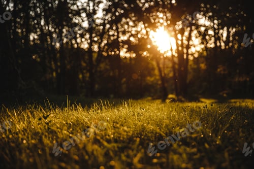Preview: Beautiful shot of grass at a park with the sun shining through trees