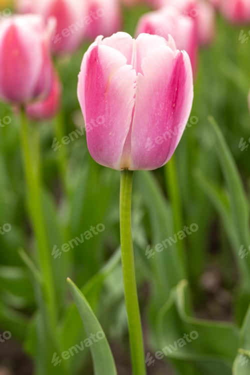 Preview: Vertical Image Of Pink And White Tulips In Michigan Garden