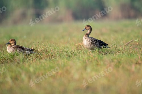 Preview: Gadwall duck bird sitting in the grass