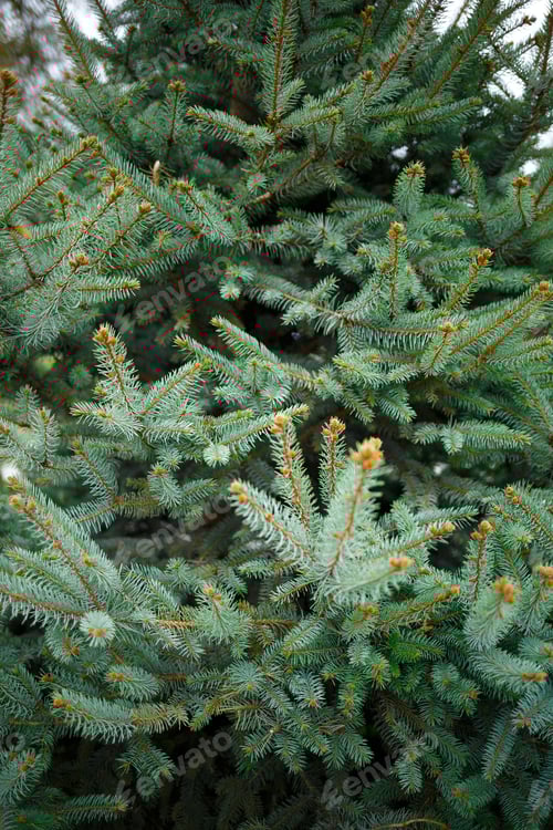 Preview: green coniferous tree with cones. great background for design