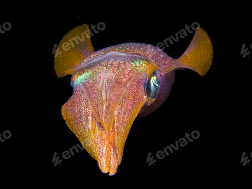Preview: Golden squid