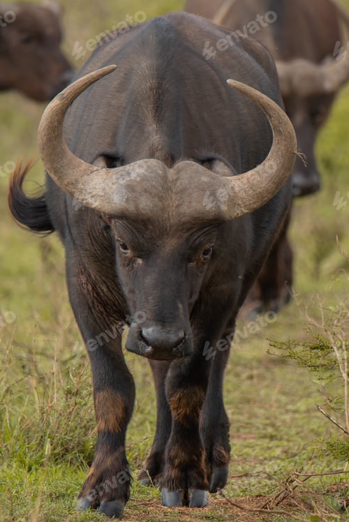 Preview: cow buffalo