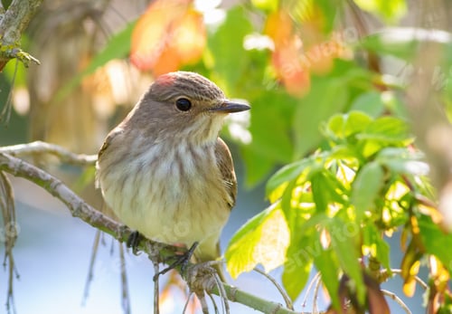 Preview: Spotted flycatcher, Muscicapa striata. A bird sits on a tree branch among the leaves