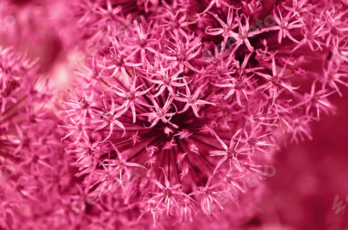 Preview: background of flowers in color 2023 viva magenta