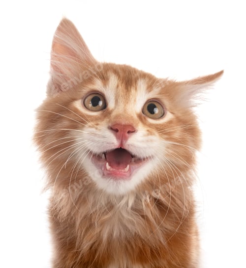 Preview: Kurilian Bobtail in studio