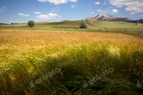 Preview: Farming. Wheat field in summer.