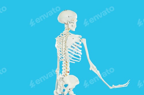 Preview: Artificial human skeleton model on blue background