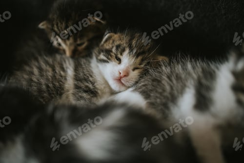 Preview: Closeup shot of adorable domestic little kittens