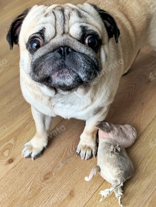 Preview: Pug with a toy