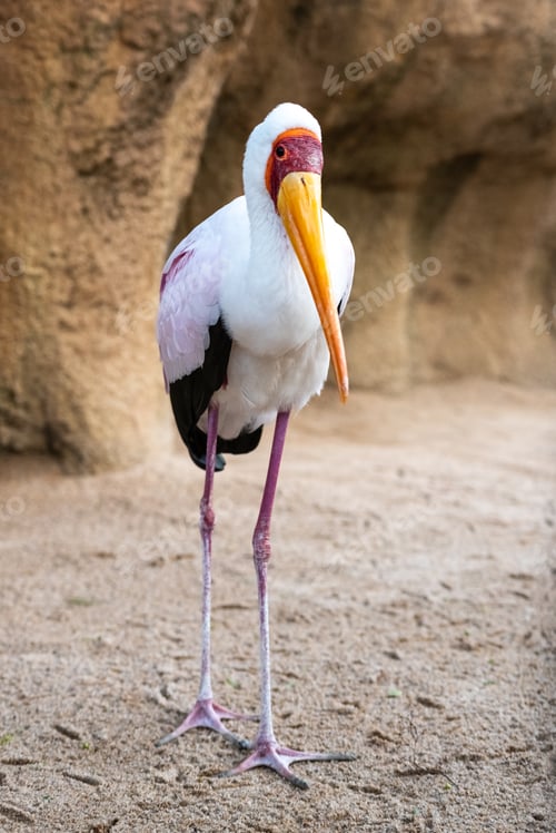 Preview: Portrait of a slender African Tantalus, yellow billed stork, walking on the sands of a rocky beach