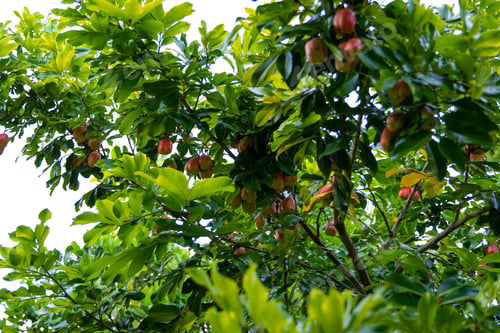 Preview: Ackee tree with lots of fruits in the garden