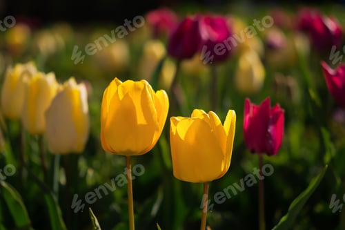 Preview: Yellow tulips garden. Blooming bright spring background.
