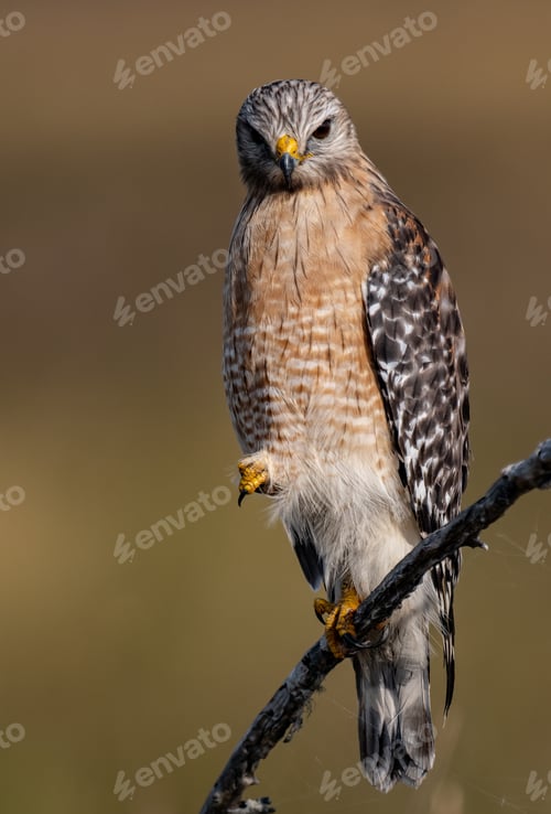 Preview: Red-Shouldered Hawk in Florida