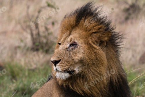 Preview: Lion (Panthera leo), Masai Mara, Kenya, Africa