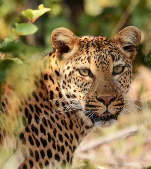 Preview: Best wildlife experiences in the world