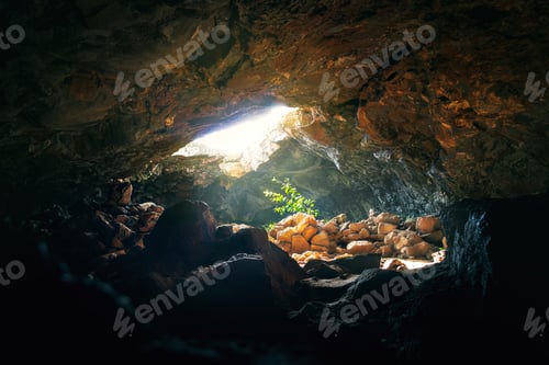 Preview: Plant hit by sunlight at Ana Te Pahu Cave - Easter Island, Chile