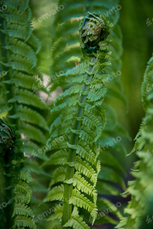 Preview: close up view of beautiful green fern with sunlight