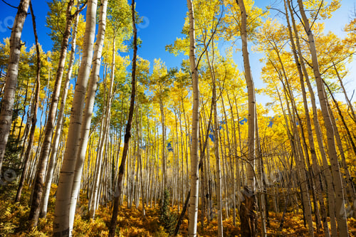 Preview: Autumn forest