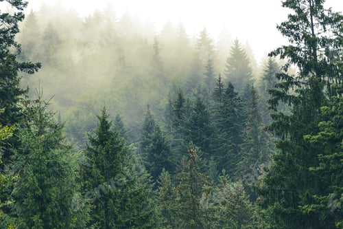 Preview: Forest Moody Landscape
